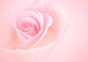 flores de rosa rosa con un fondo borroso de color pastel suave para la boda del amor y el día de san valentín foto