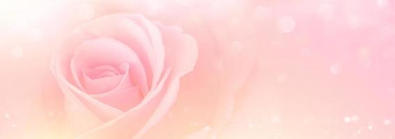 Pink Rose flowers with blurred sofe pastel color background for love wedding and valentines day photo