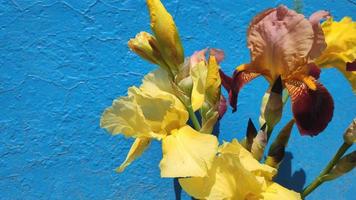 boeket van irissen bloemen zwaaiend in de wind detailopname video