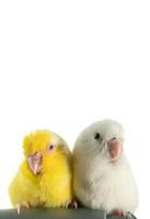 par de diminutos loros periquitos pájaro forpus blanco y amarillo. foto