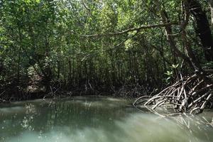 Tham Lod small grotto cave mangrove tree jungle swamp in Phang Nga bay, Thailand. photo