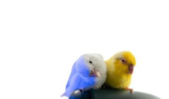 Pair of tiny parrot parakeet white and yellow Forpus bird. photo