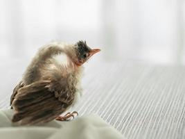 ruptura del saco de aire en pájaros, lesión de bulbul de bigotes rojos en bebés después del ataque de un gato. foto