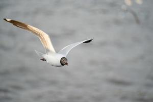 gaviota volando, sobre el océano. foto