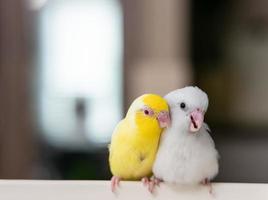 par de diminutos loros periquitos pájaro forpus blanco y amarillo. foto