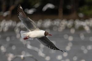 gaviota volando, sobre el océano. foto