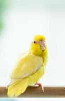forpus amarillo, pequeños pájaros de loros en una percha de madera. foto