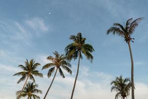 Group of coconut palm trees and blue sky. photo