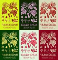 Set of vector drawings of Viburnum ordinary in different colors. Hand drawn illustration. Latin name VIBURNUM OPULUS L.