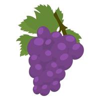 uvas sobre un fondo blanco aislado. ilustración vectorial vector