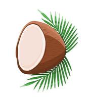 Half coconut with leaves vector