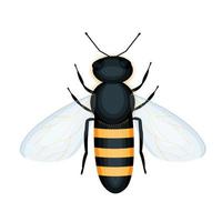 bee insect in realistic style vector