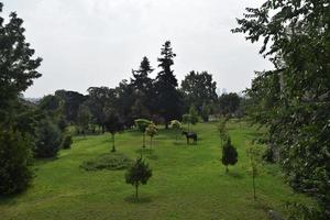 a lone horse grazes on the green grass near the city photo