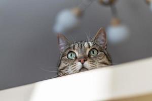 Mackerel tabby cat with big green eyes and red nose looking from the rack in surprise and interest photo