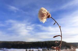 Fluffy dry flower close-up against the background of the blue sky and winter forest, landscape. Copy space photo