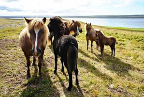 Group of Icelandic horses with foals on green grass, domestic animals, landscape photo