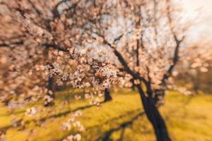 Beautiful spring cherry trees blossoming blooming soft pink flowers sunset sunshine sunny, meadow field grass. Natural springtime landscape, blurred dream nature. Sunrise flowers, idyllic city park photo