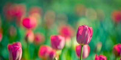 Beautiful closeup bright pink tulips on blurred spring sunny background. Amazing romantic springtime flowers background, love romance panoramic concept. Mothers day banner colorful dream nature meadow photo