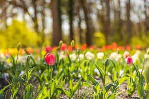 hermosos tulipanes coloridos en el fondo soleado del parque de primavera borroso. primer plano de flores brillantes, amor romance concepto floral. escena de manantial natural del parque de la ciudad de ensueño. increíble naturaleza soleado jardín paisaje foto