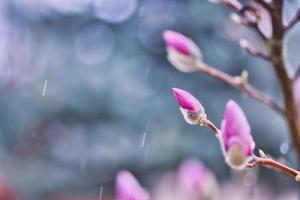 Perfect nature background for spring or summer background. Pink magnolia flowers and soft blue cold dramatic foliage as relaxing moody nature closeup. Rain, blooming flowers, beautiful natural blossom photo