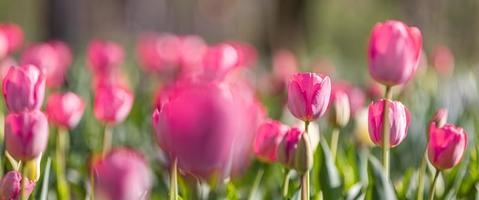 Beautiful closeup bright pink tulips on blurred spring sunny background. Amazing romantic springtime flowers background, love romance panoramic concept. Mothers day banner colorful dream nature meadow photo