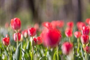Amazing spring nature closeup. Beautiful soft pastel red tulips blooming in a tulip field in garden with blurry forest field landscape, sunlight for horizontal floral poster. Inspire love romance photo