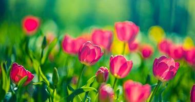 Beautiful closeup bright pink tulips on blurred spring sunny background. Amazing romantic springtime flowers background, love romance panoramic concept. Mothers day banner colorful dream nature meadow photo