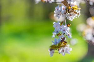 hermoso fondo abstracto de primavera floral de la naturaleza. ramas de cerezo en flor con un enfoque suave sobre un suave fondo verde claro. plantilla de tarjetas de felicitación. primer plano de primavera brillante, jardín floreciente foto