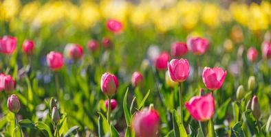 Beautiful closeup bright pink tulips on blurred spring sunny background. Amazing romantic springtime flowers background, love romance panoramic concept. Mothers day banner colorful dream nature meadow photo