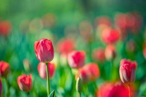 Amazing spring nature closeup. Beautiful soft pastel red tulips blooming in a tulip field in garden with blurry forest field landscape, sunlight for horizontal floral poster. Inspire love romance photo