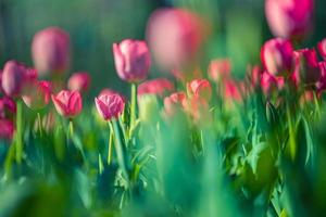 Beautiful closeup bright pink tulips on blurred spring sunny background. Amazing romantic springtime flowers background, love romance panoramic concept. Mothers day banner colorful dream nature meadow photo