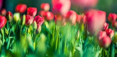 Beautiful closeup bright pink tulips on blurred spring sunny background. Amazing romantic springtime flowers background, love romance panoramic concept. Mothers day banner colorful dream nature meadow photo