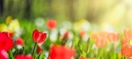 Closeup nature view of amazing red pink tulips blooming in garden. Spring flowers under sunlight. Natural sunny flower plants landscape and blurred romantic foliage. Serene panoramic nature banner photo