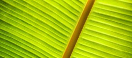 Close up green leaf texture. Banana leaf macro, tropical nature details. Green leaf macro background. Beautiful nature backlight, backdrop. Sunny closeup of textured. Environment and ecology concept photo