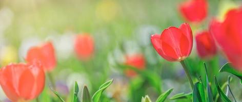 Closeup nature view of amazing red pink tulips blooming in garden. Spring flowers under sunlight. Natural sunny flower plants landscape and blurred romantic foliage. Serene panoramic nature banner