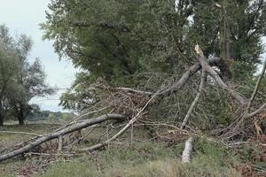 Collapsed tree after a rain storm photo