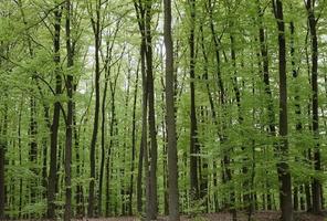 Dense forest in the Eifel region in Germany photo