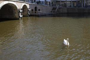 Swan on a canal in Amsterdam with glistening water photo