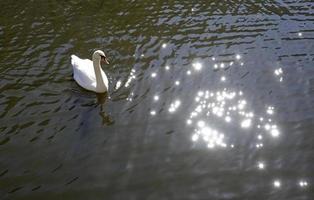 cisne en un canal en amsterdam con agua reluciente foto