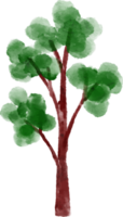 acquerello albero illustrazione png