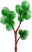 Tree Watercolor Illustration png