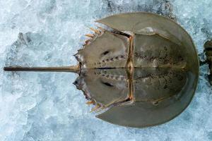 Fresh Horseshoe crab or Limulus polyphemus on ice in seafood shop, upper surface shot from top view photo