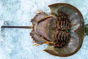 Fresh Horseshoe crab or Limulus polyphemus on ice in seafood shop, Taken from the bottom of the horseshoe crab photo