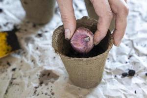 proceso de plantación de plantas bulbosas en una maceta de turba para la cría de flores foto