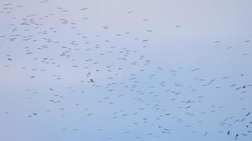 groot kudde van Aziatisch open factuur anastomus oscitans vliegend overhead in blauw lucht gedurende migratie seizoen in phuket eiland, Thailand. video