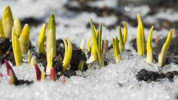 Footage of melting snow in spring. The first spring flowers grow in the garden, timelapse video