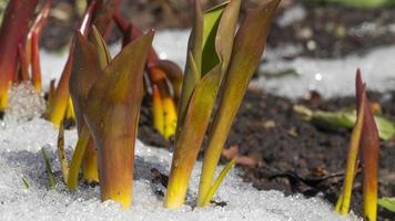 la nieve de lapso de tiempo se derrite en primavera en flores. las primeras flores de primavera están creciendo los tulipanes video