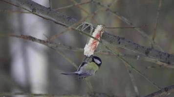 l'oiseau survit à l'hiver pour manger du saindoux. mésange charbonnière, parus major video