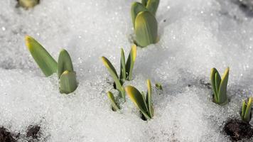Time Lapse shot of melting snow unveiling narcissus sprout video
