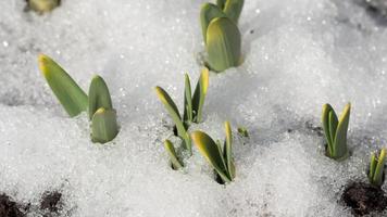 toma de lapso de tiempo de nieve derretida revelando brote de narciso video